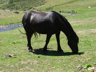 cheval-noir