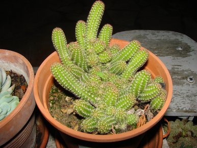 pot de cactus