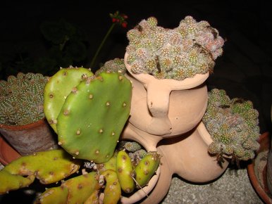des posts de cactus