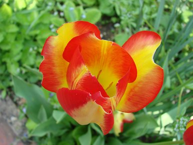 tulipe jaune et rouge