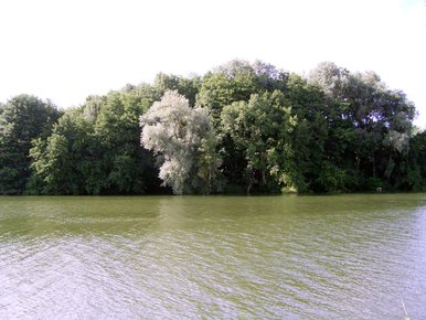 arbres le long du fleuve