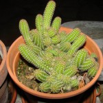 pot-de-cactus
