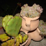 des-pots-de-cactus