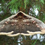 papillon-de-nuit-geant