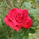 rose-rouge