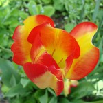 tulipe-jaune-et-rouge