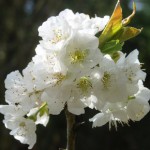 fleurs-de-cerisier